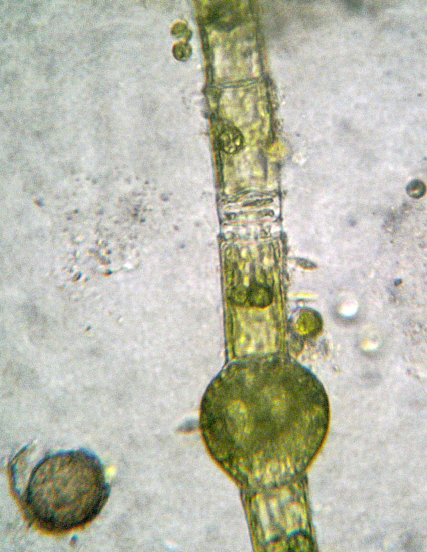 Oedogonium: forse vaucheri?